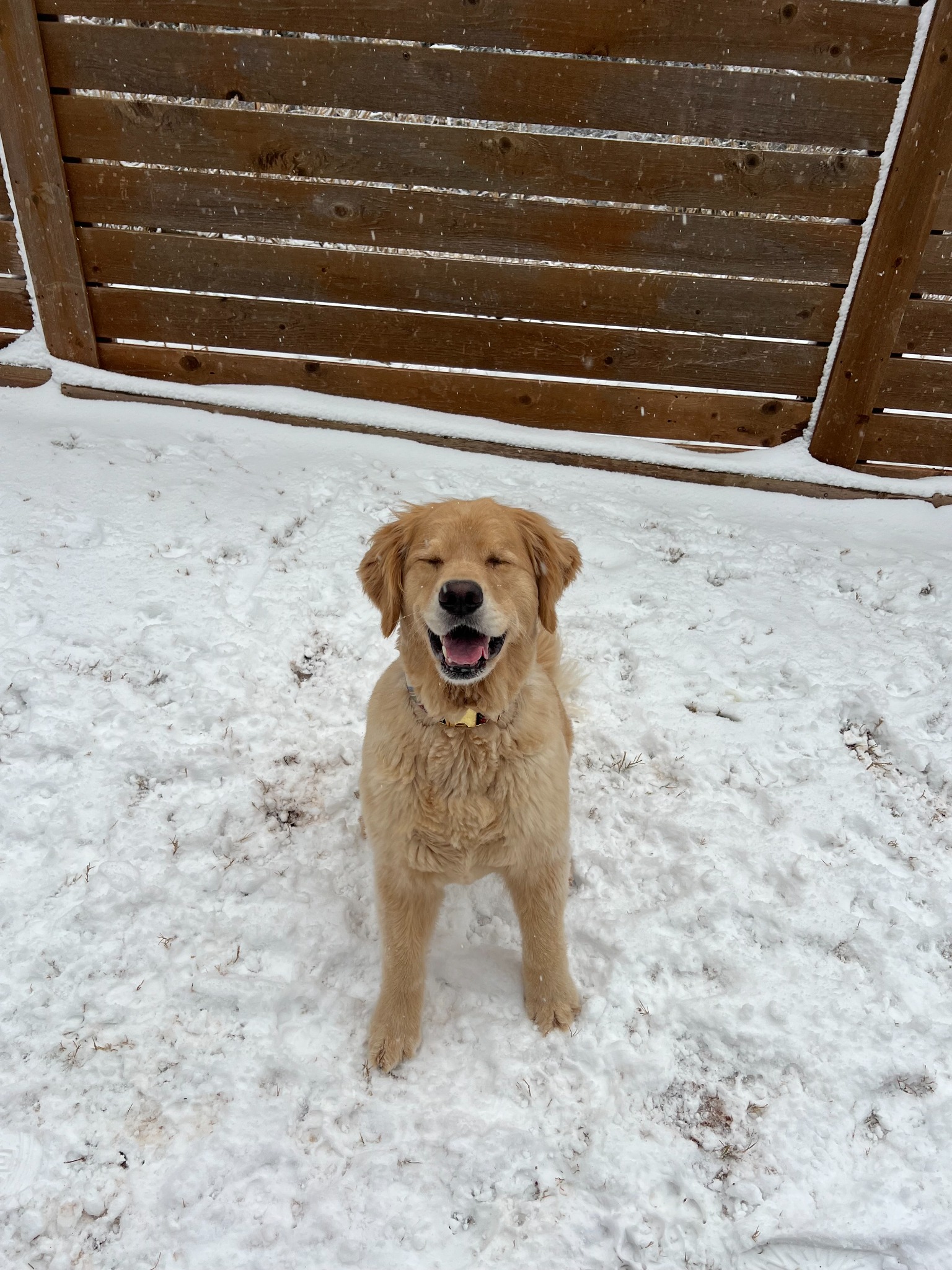 Brek, Parker's golden retriever